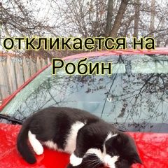 Фото: пропала кошка «Пропал кот Новомосковск» в г. Новомосковск